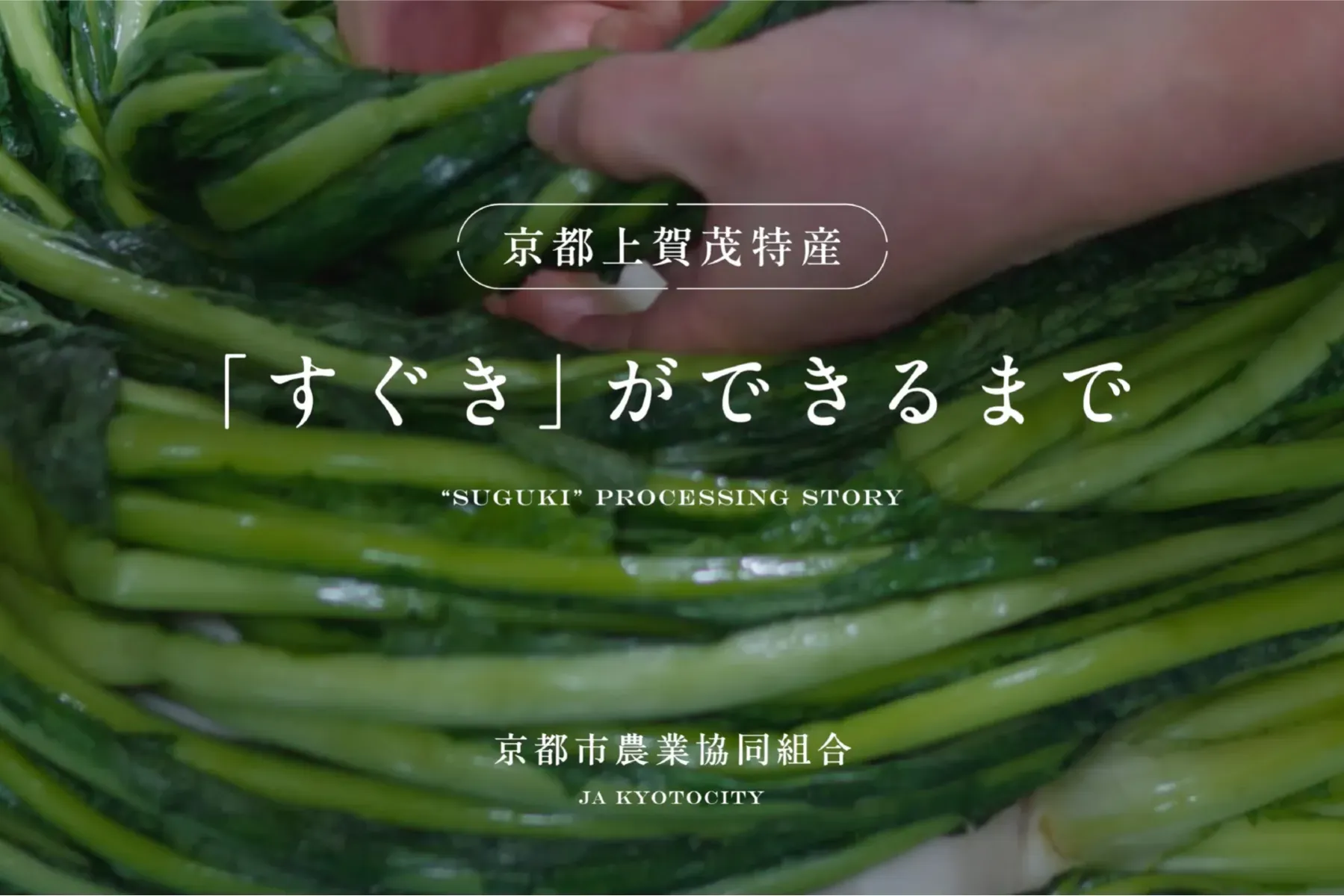 JA京都市様｜京都上賀茂の食文化「すぐき」記録動画